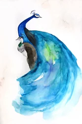 Majestätischer blauer Pfau