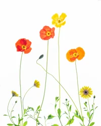 Fröhliche Mohnblumen und Gänseblümchen