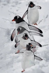 Pinguine im Schnee