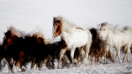 Wilde Pferde in Winterbewegung