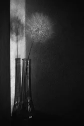 Löwenzahn-Schattenspiel