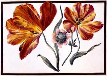 Tulpen und Anemone