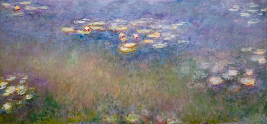 Seerosen