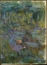 Seerosen