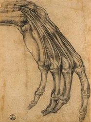 Anatomische Studie einer Hand