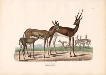Arabischer Oryx in Halbwüste