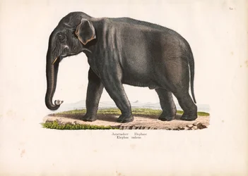 Asiatischer Elefant