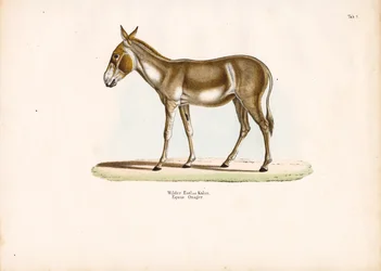 Asiatischer Wildesel oder Kulan