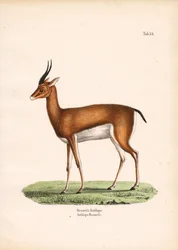 Bennett-Gazelle in Seitenansicht