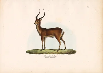 Schwarzfußantilope