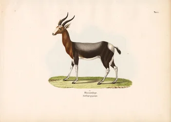 Bontebok