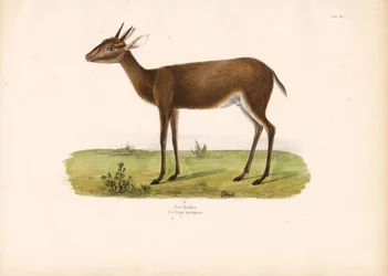 Gewöhnlicher Duiker in der Savanne