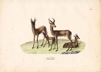 Gewöhnliche Gazelle in Familiengruppe