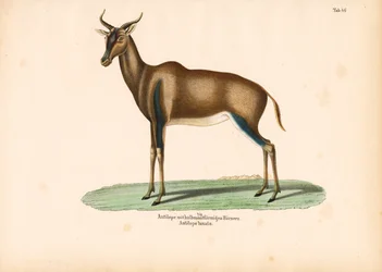 Halbmondhorn-Antilope oder Topi