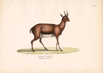 Cuvier-Gazelle im Profil