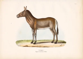 Dziggetai oder Mongolischer Wildesel