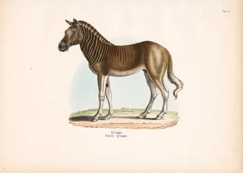 Quagga