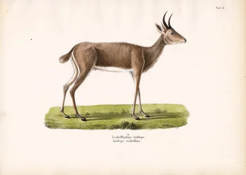 Steinböckchen