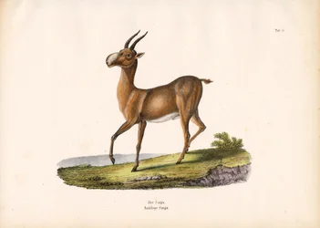 Die Saiga-Antilope