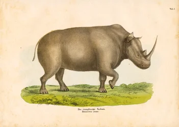 Das Breitmaulnashorn