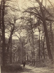 Waldszene, um 1865