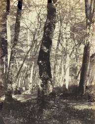 Studie im Barbizon-Wald, 1860-69
