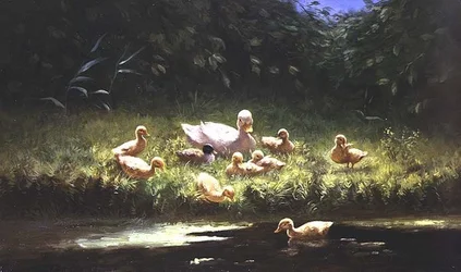 Entenküken am Flussufer