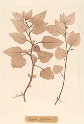 Physalis Alkekengi