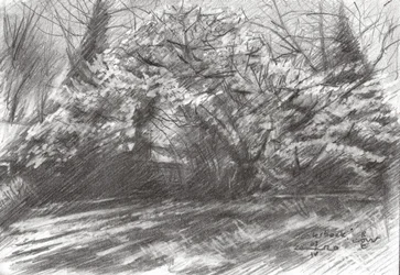 Sonniger Waldweg