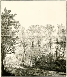 Pfad durch einen Wald