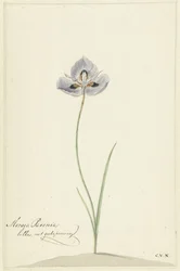 Iris