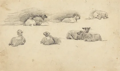 Studie von Schafen
