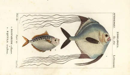 Afrikanischer Pompano, Alectis ciliaris, Blepharis ciliaris, Blefaride ciliare 1 und Ponyfisch, Poulain ruse, Leiognathus equulus 2