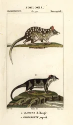 Östlicher Quoll und Wasserbeutelratte