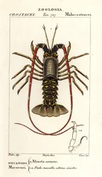 Europäischer Langusten, Palinurus elephas
