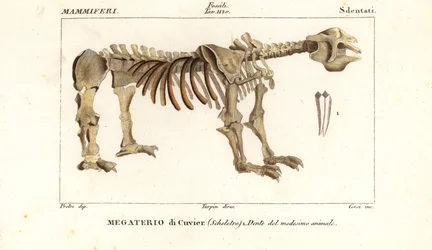 Fossiles Skelett des Riesenfaultiers, Megatherium americanum