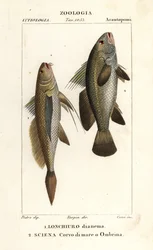 Langschwanz-Umber, Lonchurus lanceolatus 1, und Adlerfisch, Umberfisch, Steinbarsch, Schattenfisch, Argyrosomus regius 2