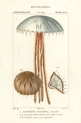 Ohrenqualle, Aurelia crenulata