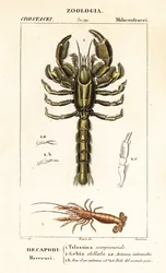 Schlammlobster und Schlammschrimp