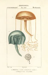Nacktaugenqualle, Orythia viridis, Oritia verde 1, und Hydrozoen, Geryonia proboscidalis, Dianea gabert 2, und Liriope tetraphylla, Gerionia tetrafilla 3
