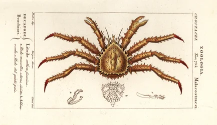 Norwegische Königskrabbe, Lithodes maja