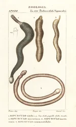 Erdnusswürmer, Sipunculus nudus 1, Siphonosoma cumanense 4, etc.