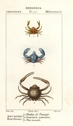 Krabbenart