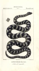 Warzenschlange oder kleine Feilenschlange, Acrochordus granulatus