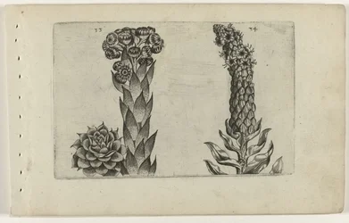 Donnerblatt und Königskerze