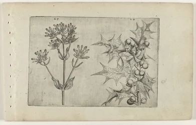 Tausendgüldenkraut(?) und Stechpalme