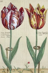 Tulipa Octaviani del pont und Tulipa Elegant, aus 