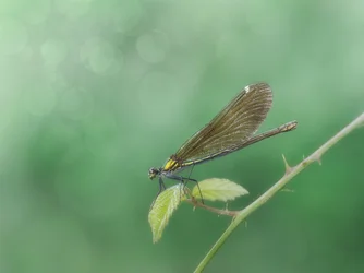 Zarte Libelle auf Ast