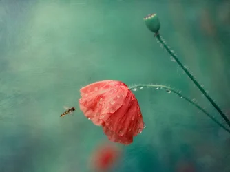 Mohnblume und Schwebfliege