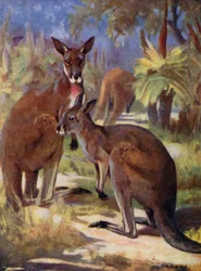 Im Zoo: Kängurus